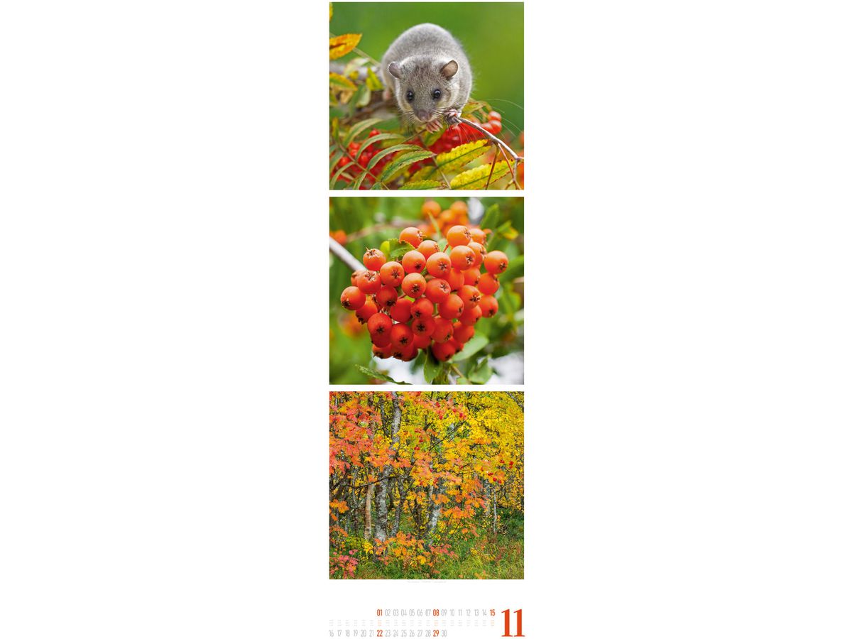 ACKERMANN Calendario 2026 2656 Nature ML 33x100cm (9783838426563)