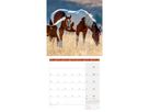 ACKERMANN Bildkalender 2026 4621 Pferde ML 30x30cm (9783838446219)