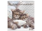 ALPHA EDITION Bildkalender 2026 160575 Katzenkinder ML 30x34cm (4069095005754)