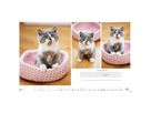 HEYE Bildkalender 2026 1130+26 Whiskas Katzen DE 45x30cm (9783756413119)
