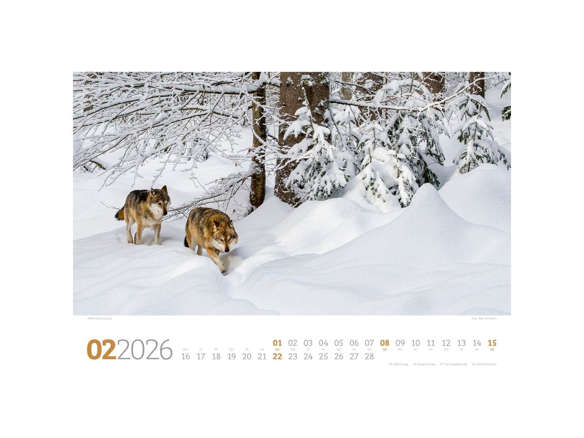 ACKERMANN Bildkalender 2026 2682 Tierwelt Wald D 45x33cm (9783838426822)