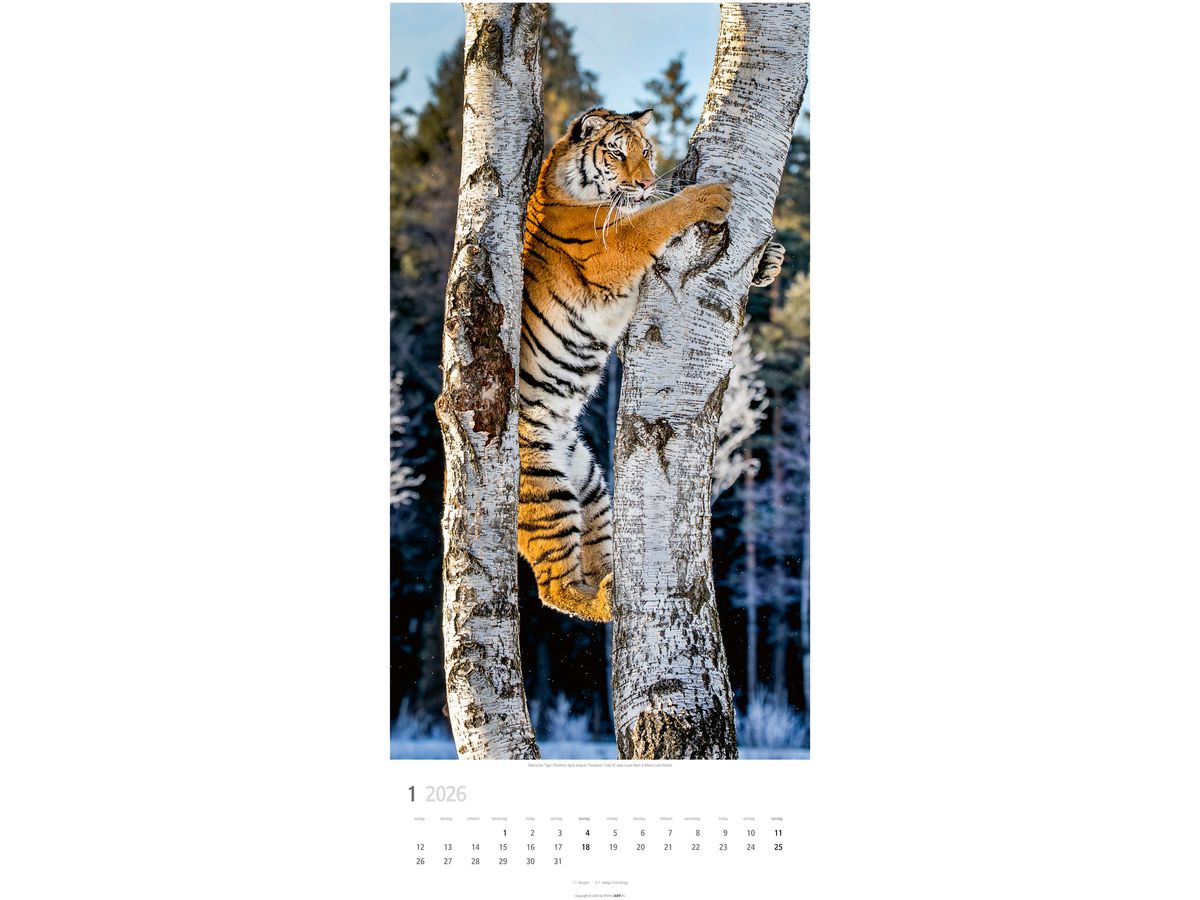 WEINGARTEN Calendario 2026 2958700+26 Big Cats DE 33x68cm (9783839901847)