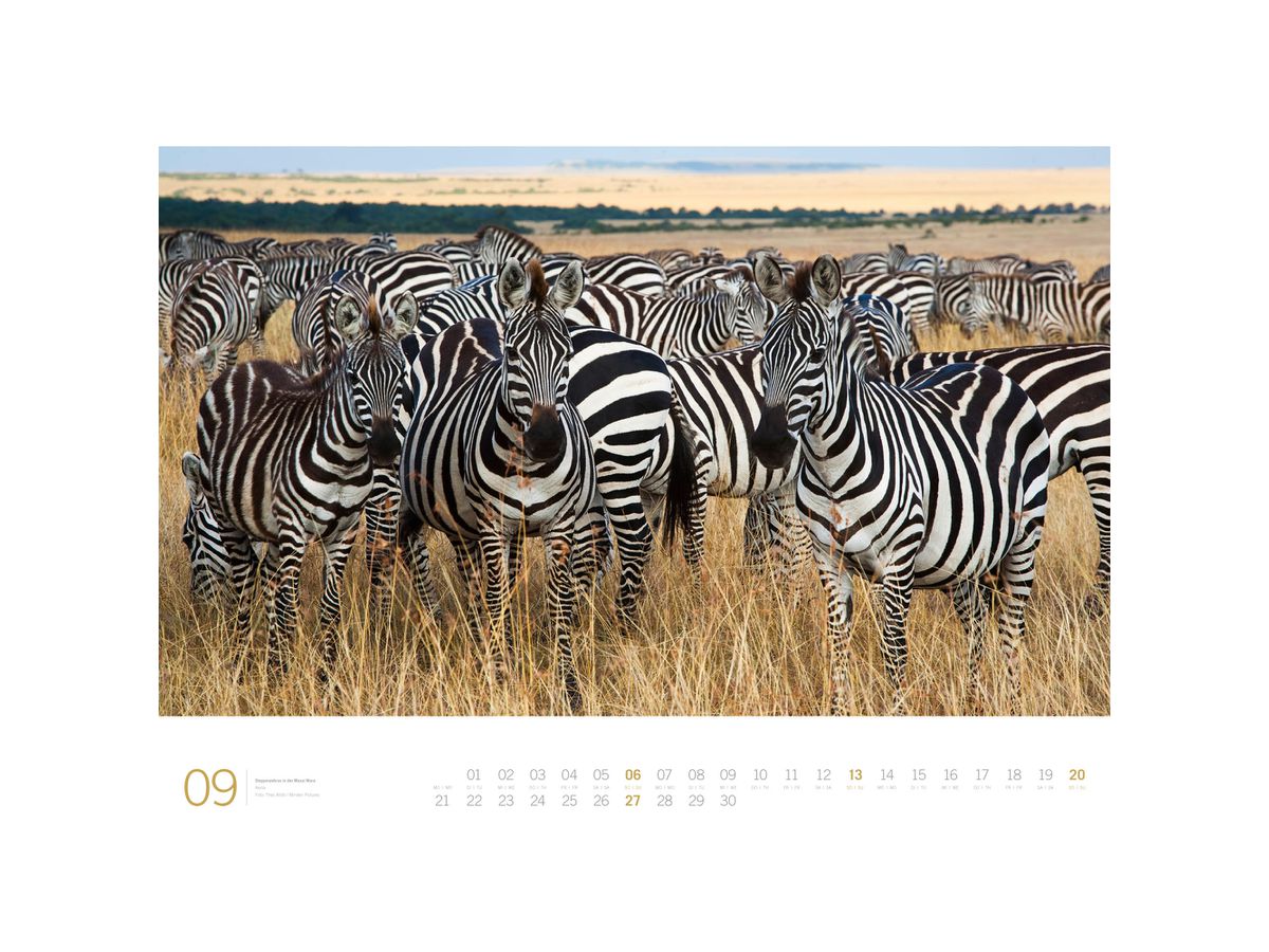 ACKERMANN Bildkalender 2026 3613 Afrika DE/E 66x50cm (9783838436135)